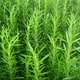 Image for article titled Want to Feel Smart? Shove a Sprig of Rosemary Up Your Nose
